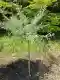Der Baum